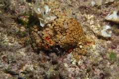 Cladocora caespitosa