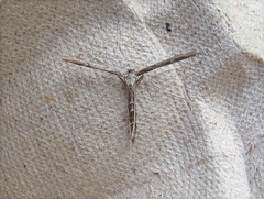 Hellinsia inquinatus