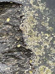 Semibalanus balanoides