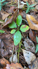 Polygaloides paucifolia