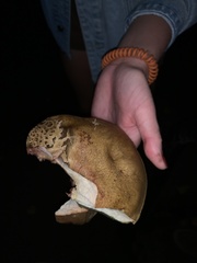 Suillus tomentosus