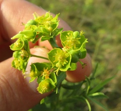 Euphorbia saratoi