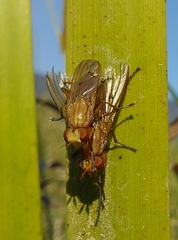 Tetanocera