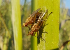 Tetanocera