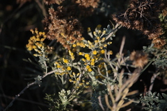 Helichrysum italicum