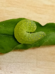 Phosphila miselioides