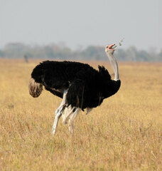 Struthio camelus australis