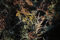Helichrysum italicum