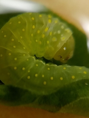Phosphila miselioides