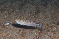 Trachinus radiatus