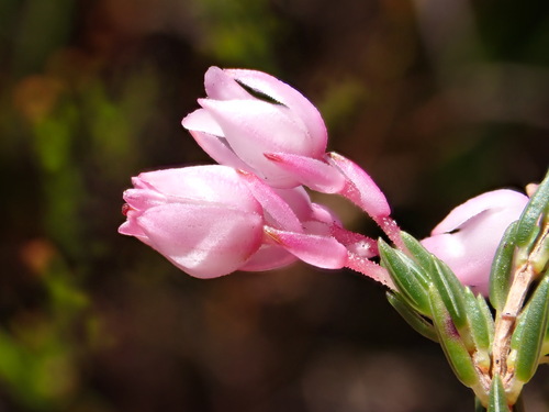 Image of Erica palliiflora by (c) Ren Hoekstra, some rights reserved (CC BY)