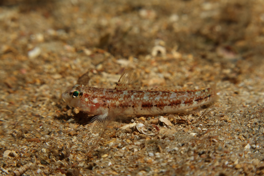 Roule's Goby