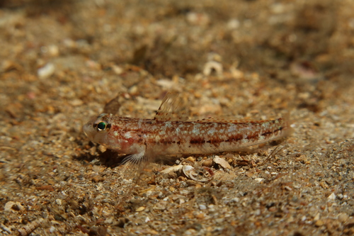 Roule's Goby