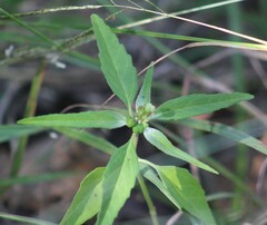 Euphorbia dentata