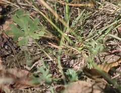 Callirhoe involucrata