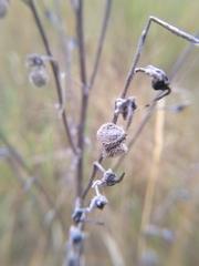 Cynoglossum officinale
