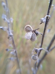 Cynoglossum officinale