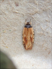 Agonopterix atrodorsella