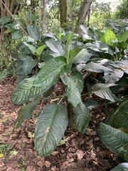 Dieffenbachia