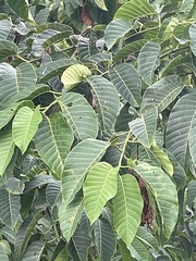 Neolamarckia cadamba