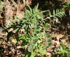 Lithospermum bejariense