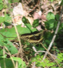 Heraclides cresphontes