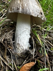 Amanita excelsa