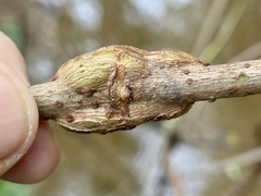 Neolasioptera pierrei