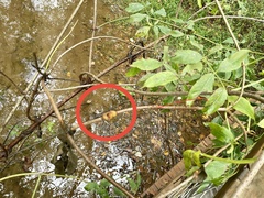 Neolasioptera pierrei