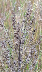Cynoglossum officinale