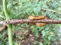 Neolasioptera pierrei