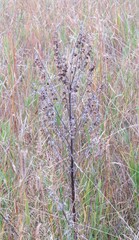 Cynoglossum officinale