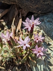 Lessingia micradenia micradenia