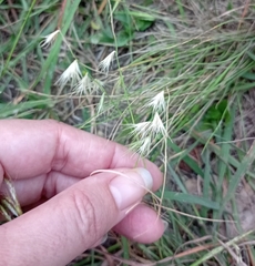 Bouteloua rigidiseta