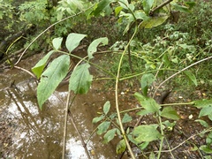 Neolasioptera pierrei