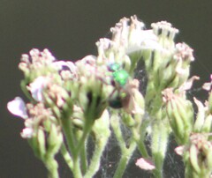 Augochloropsis metallica