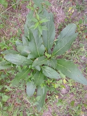 Silphium radula