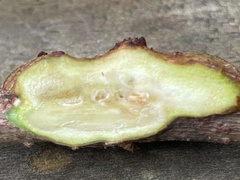 Neolasioptera pierrei