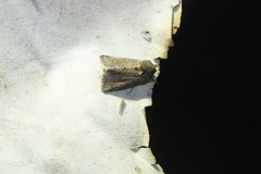 Lacinipolia meditata