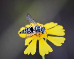 Synocoelioxys
