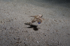 Dactylopterus volitans