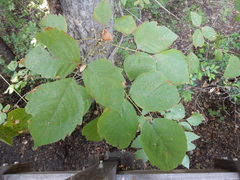 Toxicodendron radicans negundo
