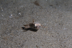 Dactylopterus volitans