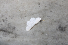 Cyclophora pendulinaria