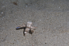 Dactylopterus volitans