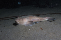 Uranoscopus scaber