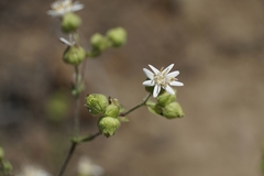 Moscharia pinnatifida