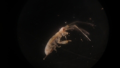 Caprelloidea