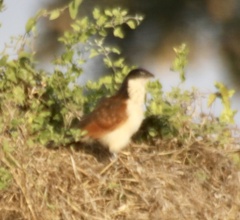 Centropus senegalensis