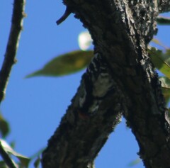 Dryobates pubescens